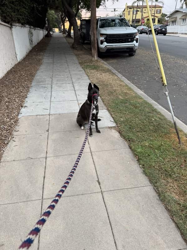 A picture of a black dog named Bowie sitting, taken on October 5 2025 at 6:54 am